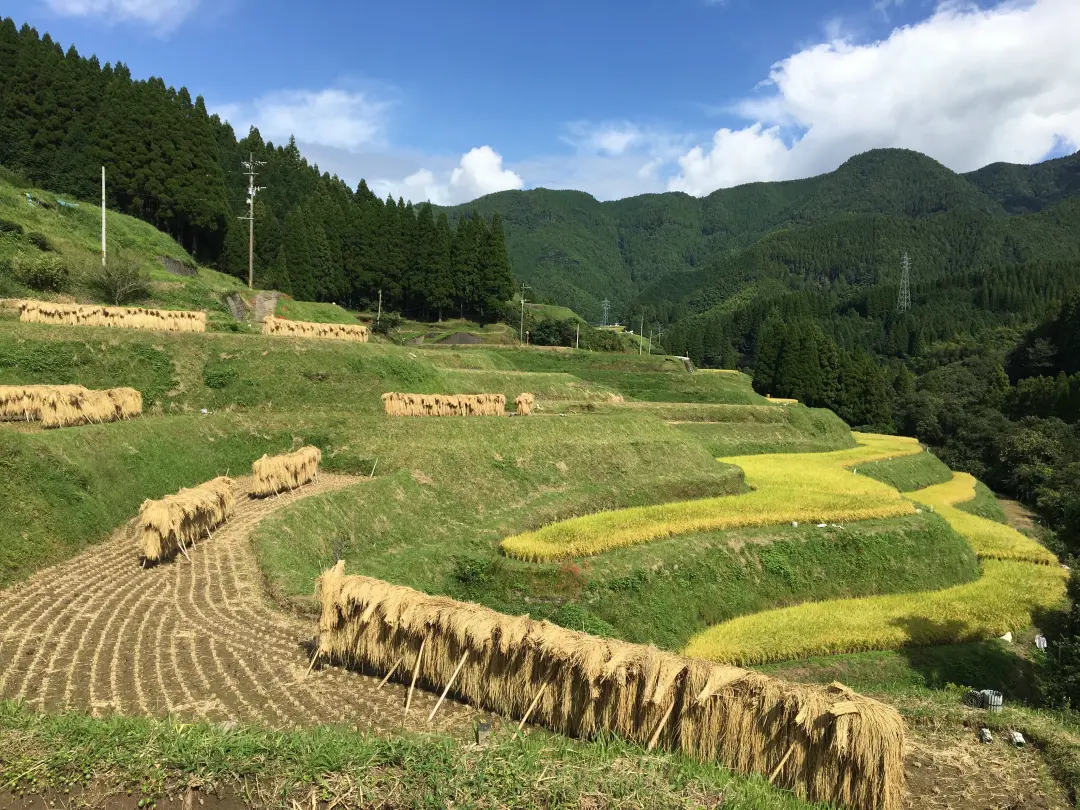 熊本県御船町（棚田）