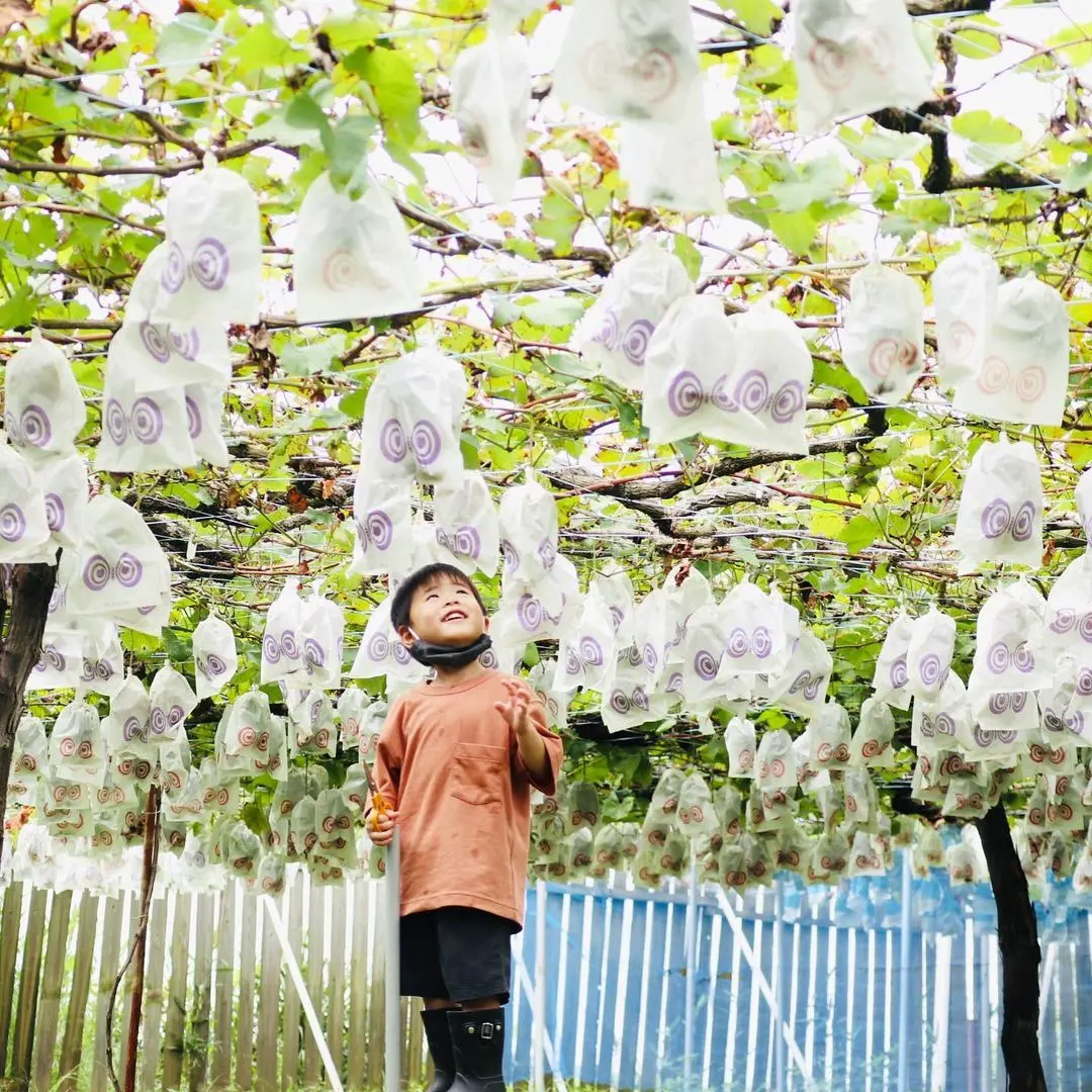 ぶどう狩り(青蓮寺)