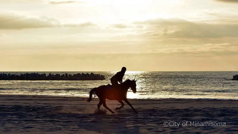 相馬野馬追を控えた朝の錬馬風景