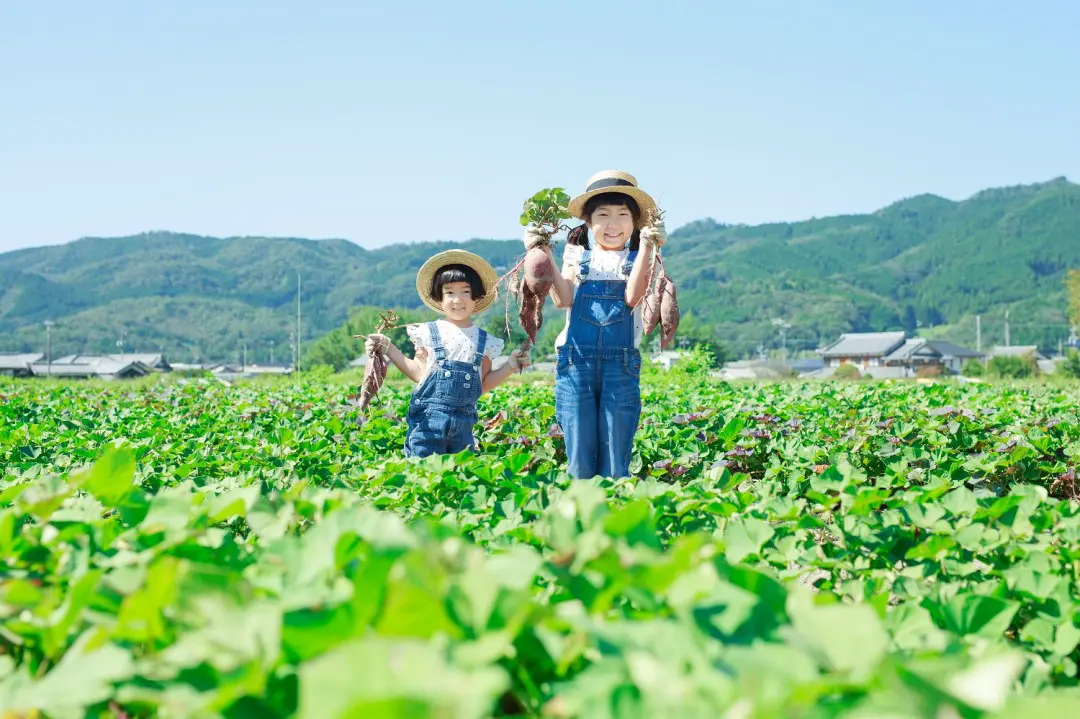おいも堀り(赤目)