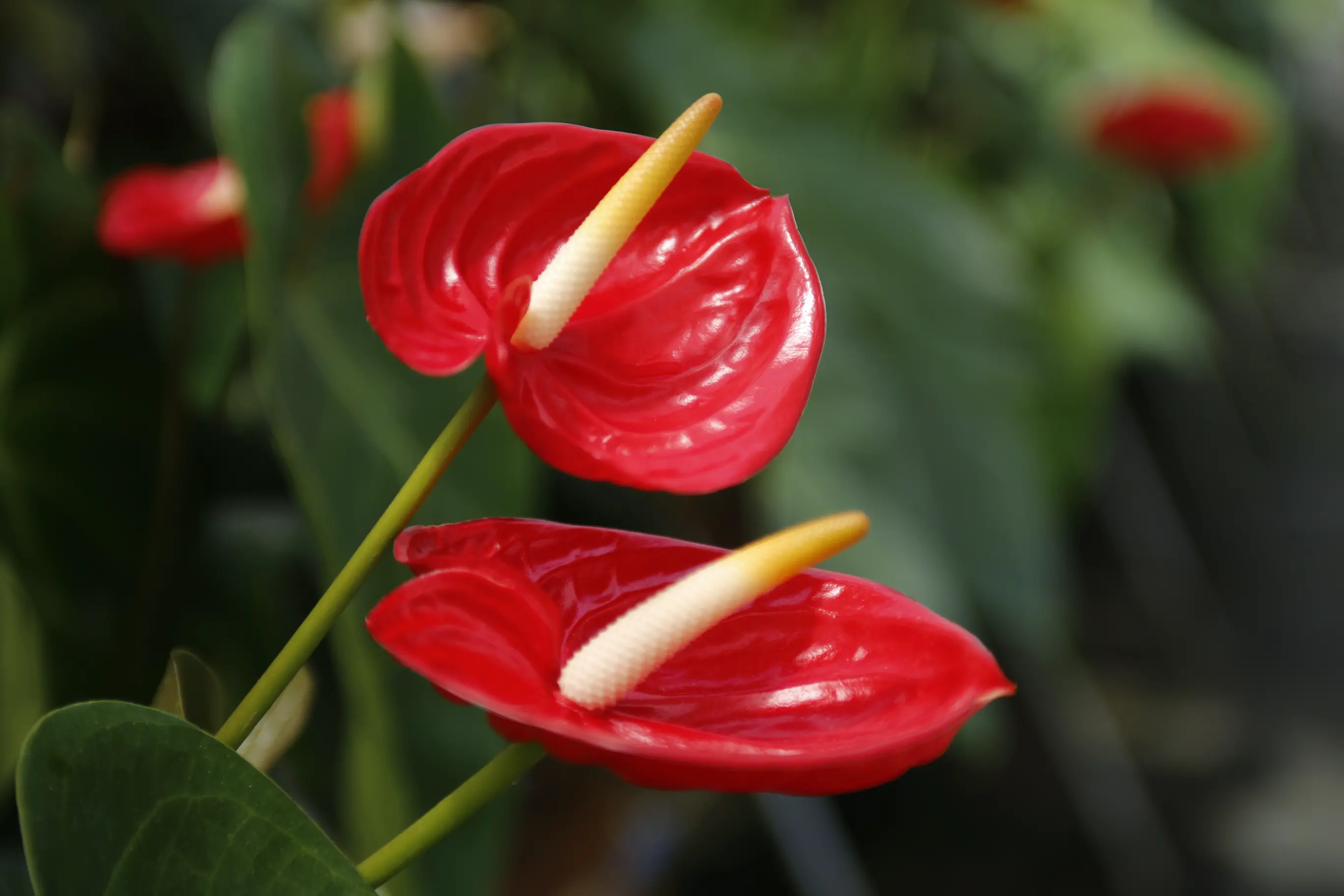 アンスリウム(花卉)