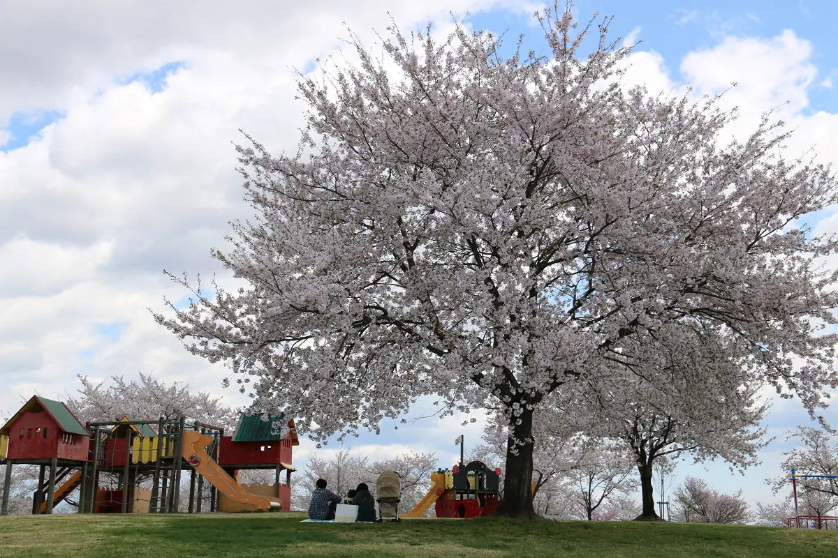 アルカディア公園：
キャンプ、BBQ、ピクニック、遊具遊び、釣りなどができる、家族で楽しめる公園