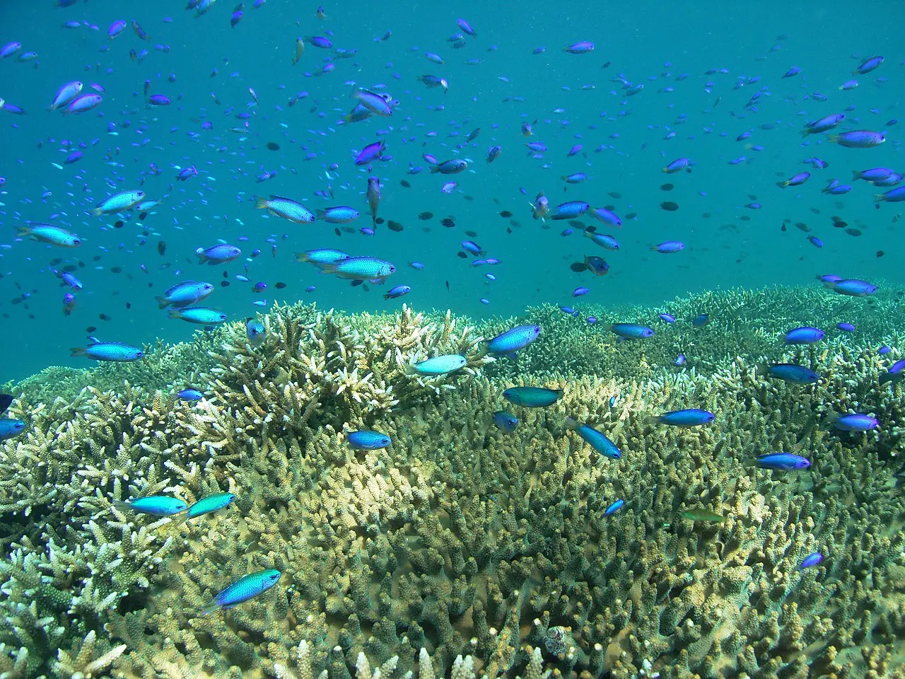 須ノ川のサンゴ風景