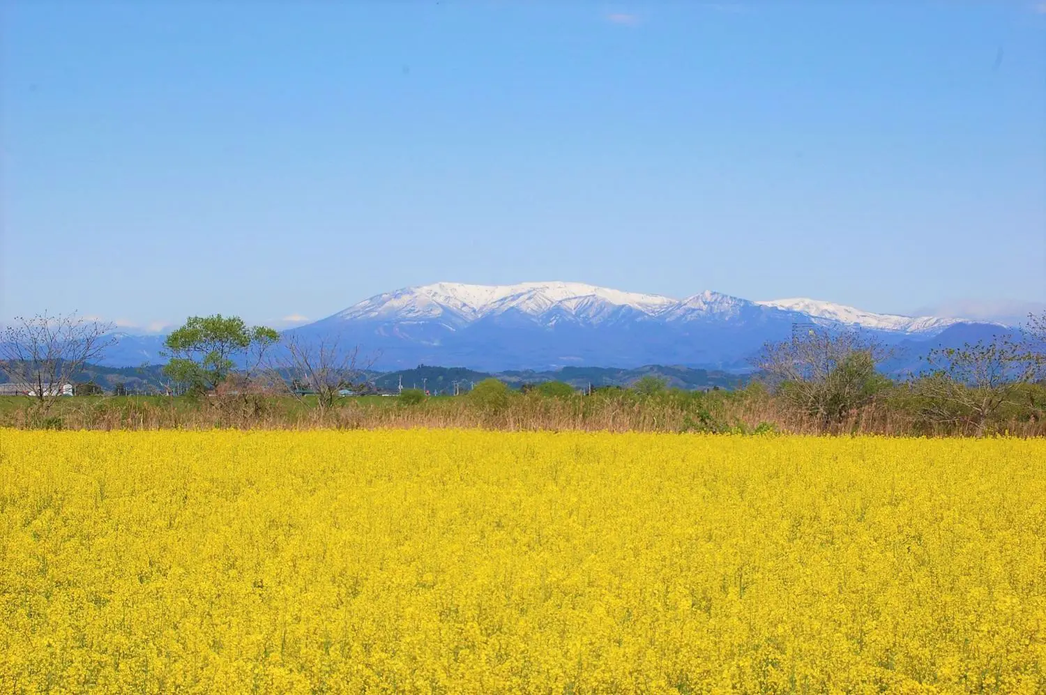 菜の花畑と蔵王山