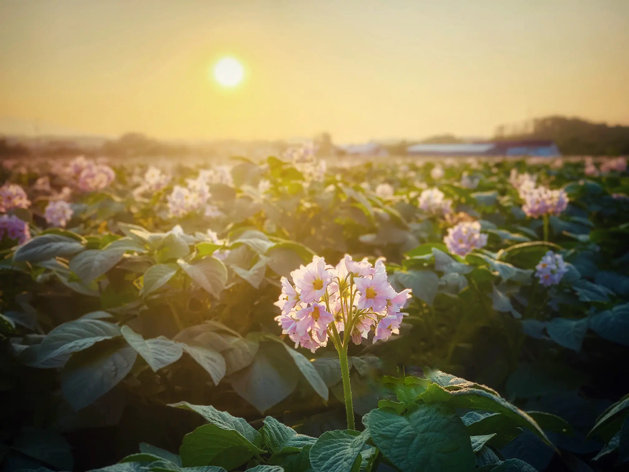 じゃがいもの花