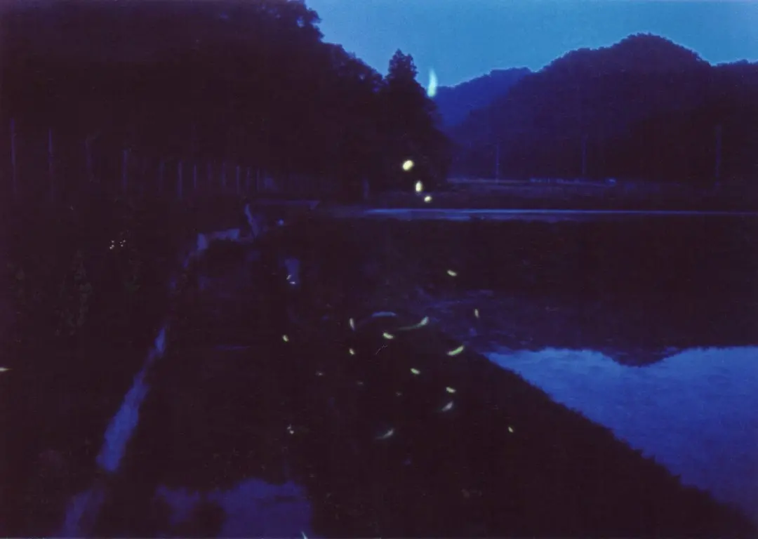 水田と蛍