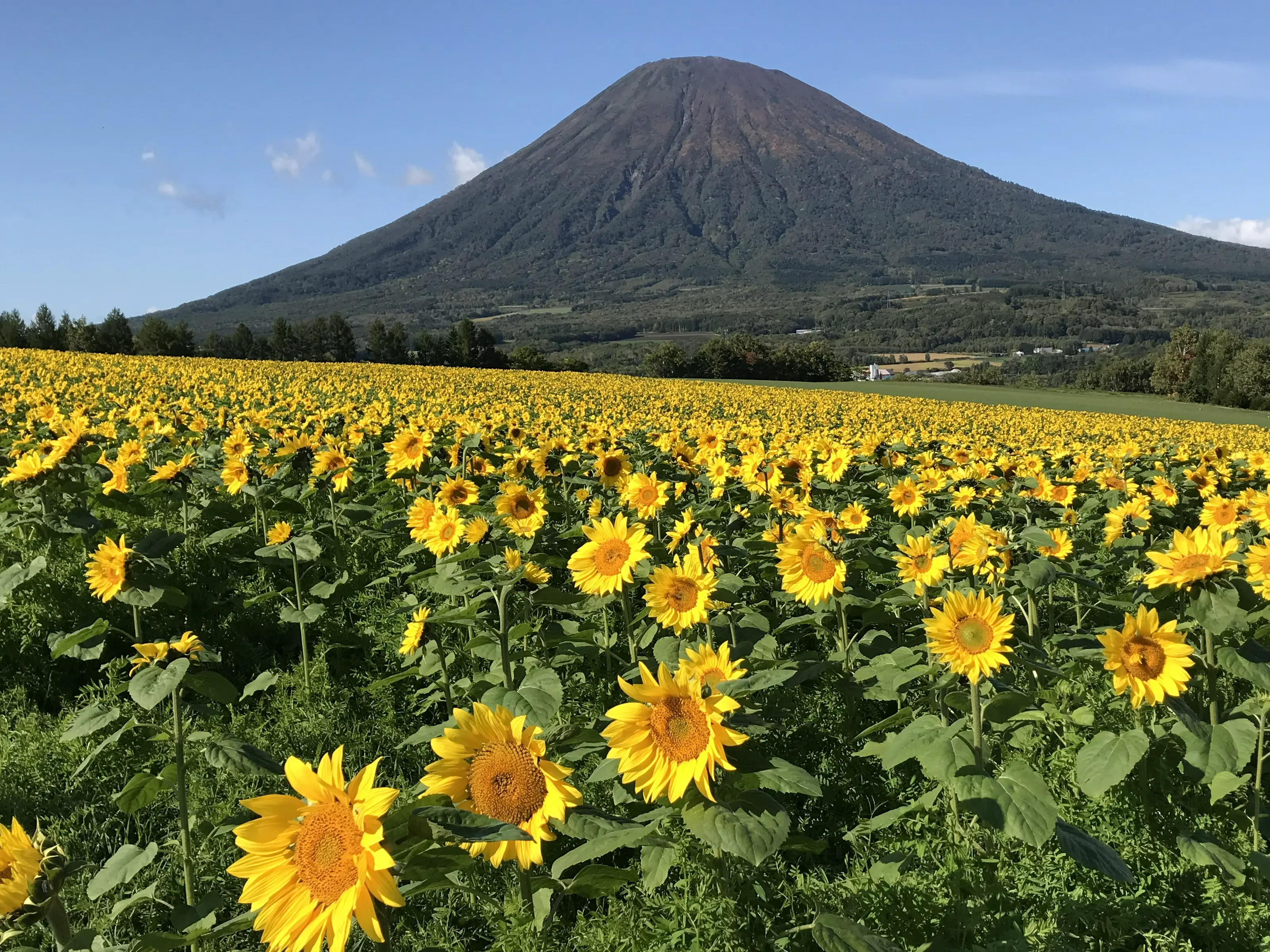 羊蹄山とひまわり
