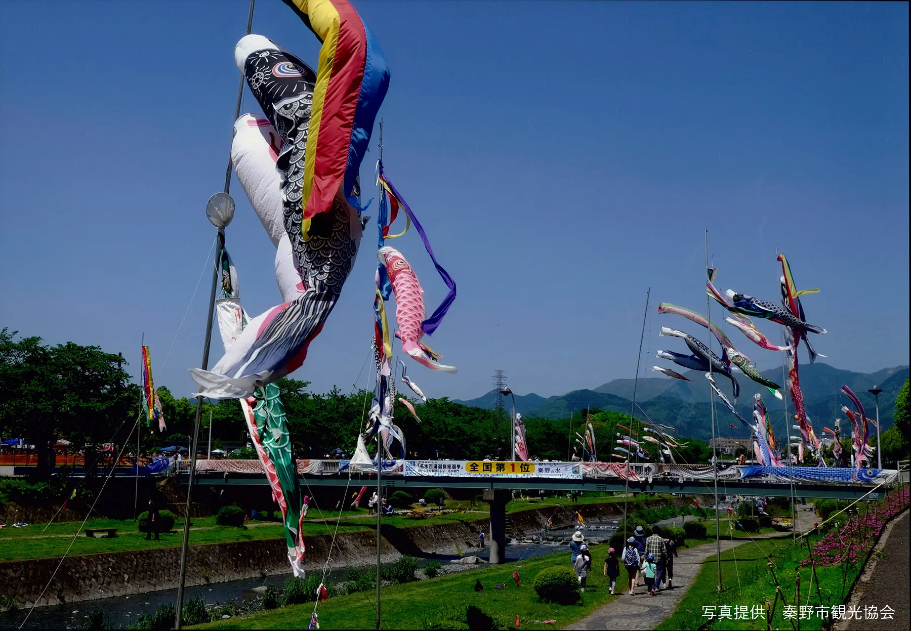 水無川のこいのぼり