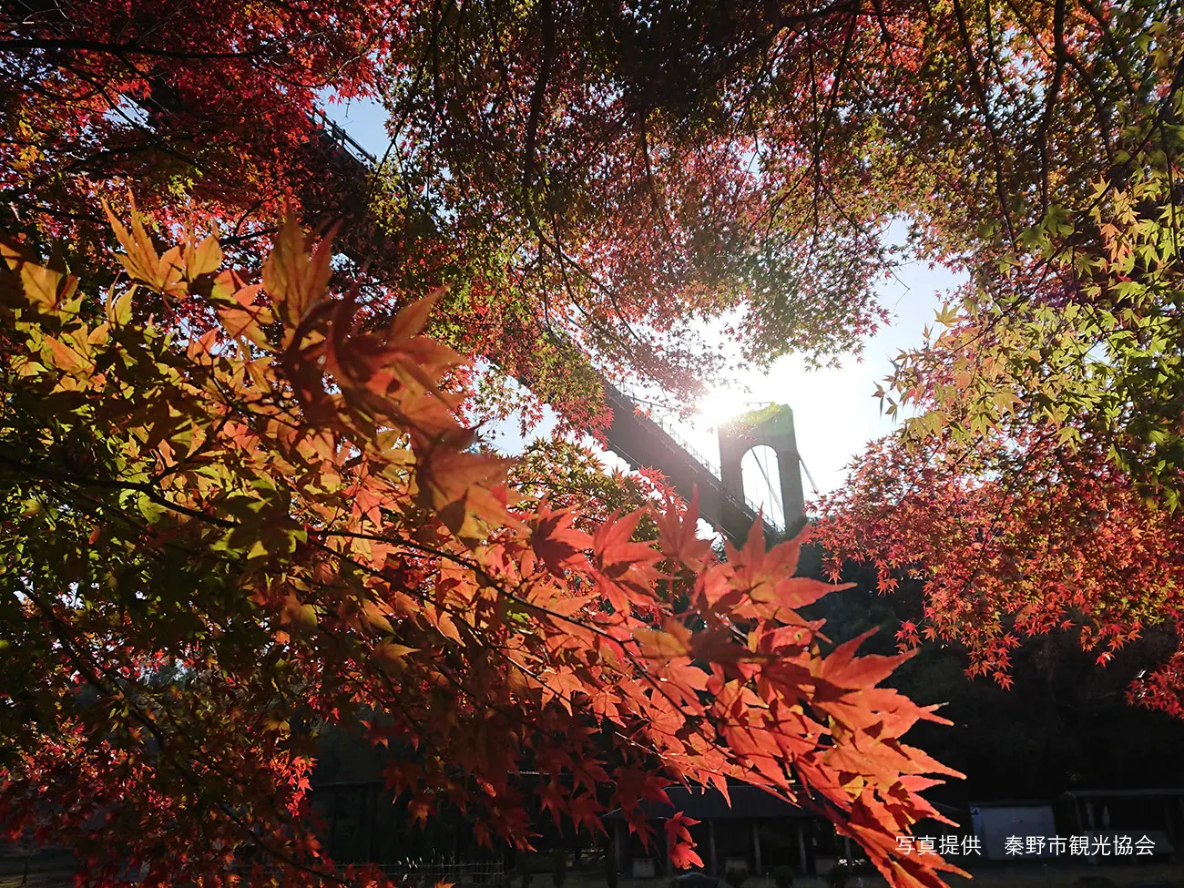 紅葉の戸川公園