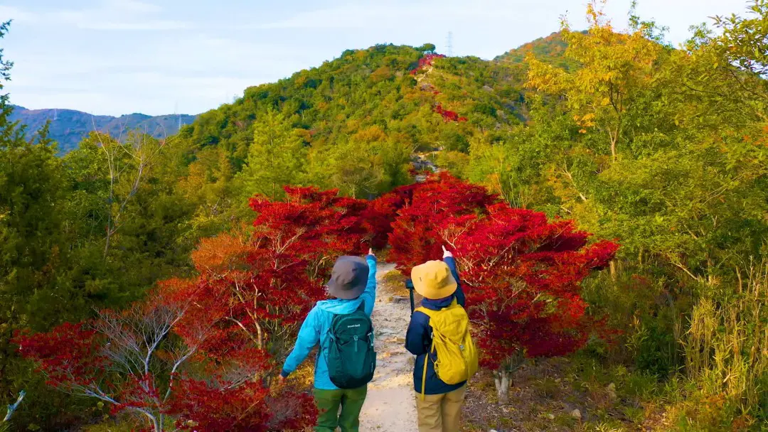 雄高山ドウダンツツジ