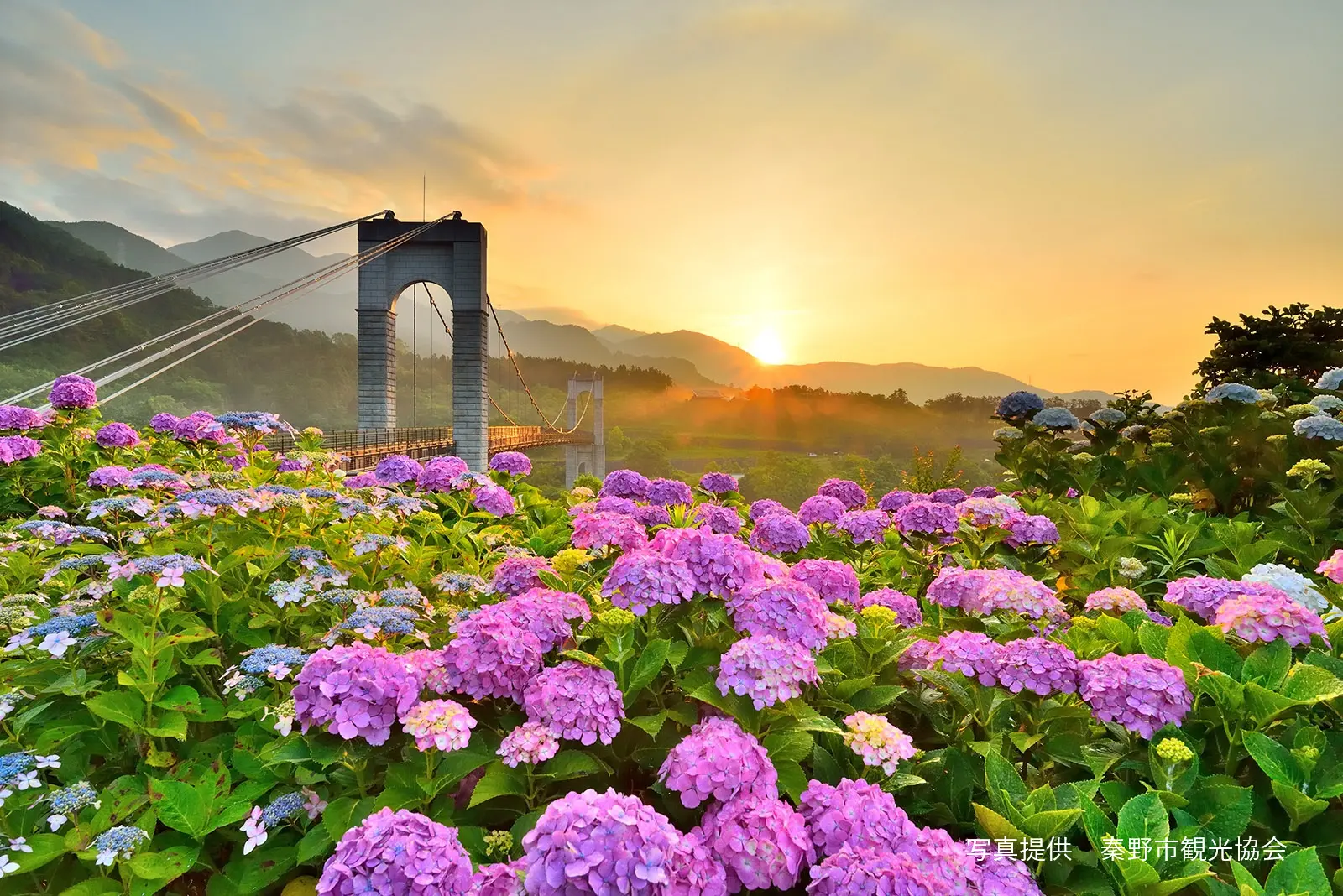 県立戸川公園の紫陽花