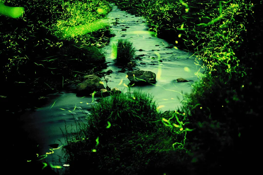 豊岡川流域のホタル