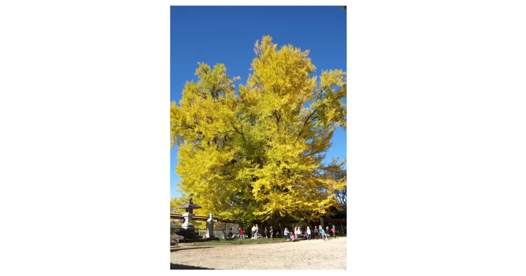 阿木地区_長楽寺の大銀杏