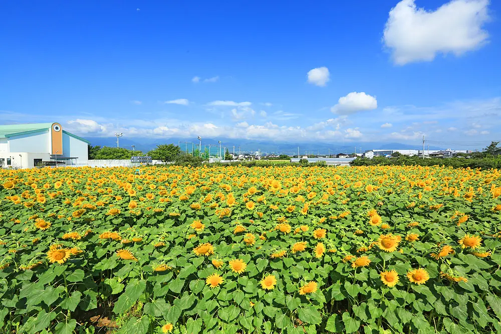 田富南小学校裏のひまわり畑