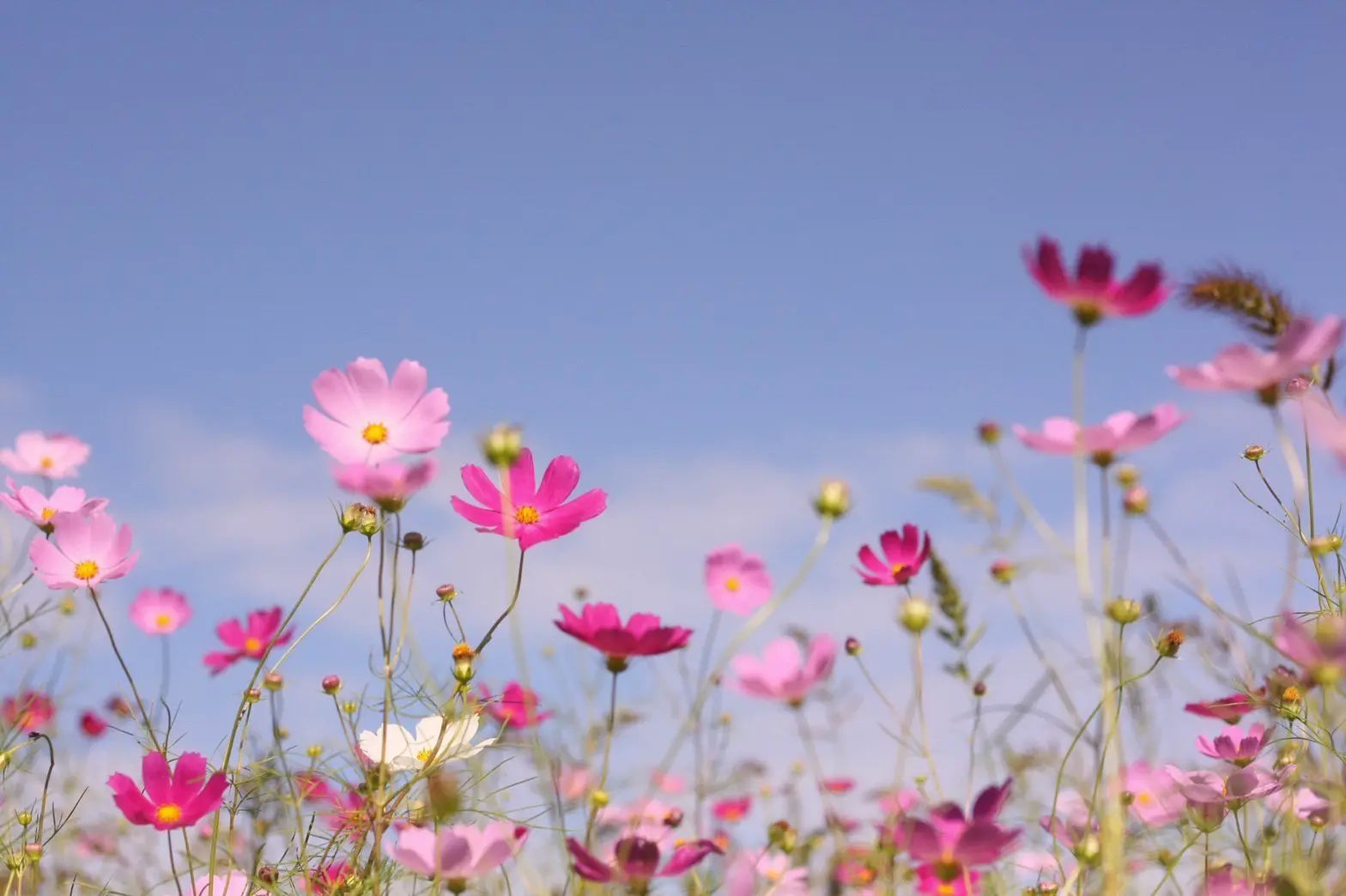 コスモス