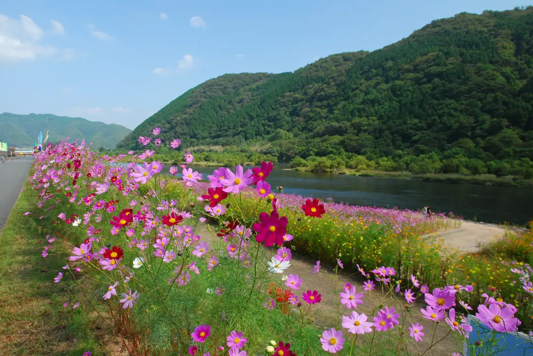 吉井川・コスモス