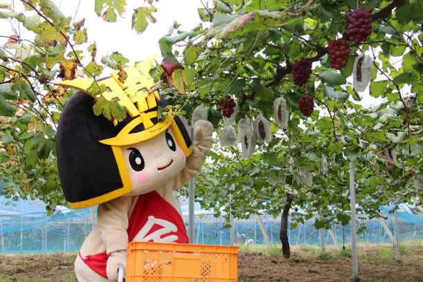 10月ーマスカットビオレ