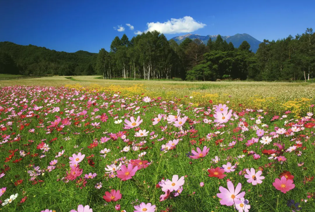 開田高原の花々