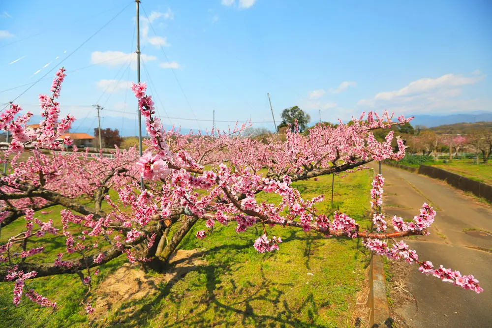 山間部の桃畑