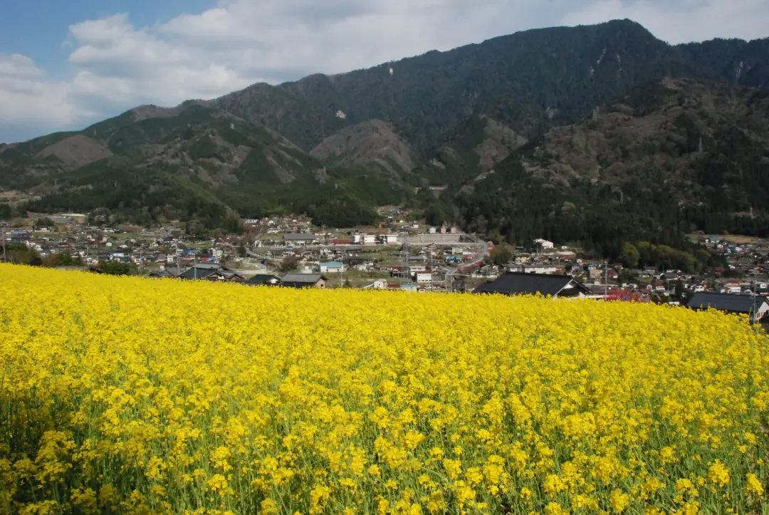 菜の花畑から町の中心部を望む