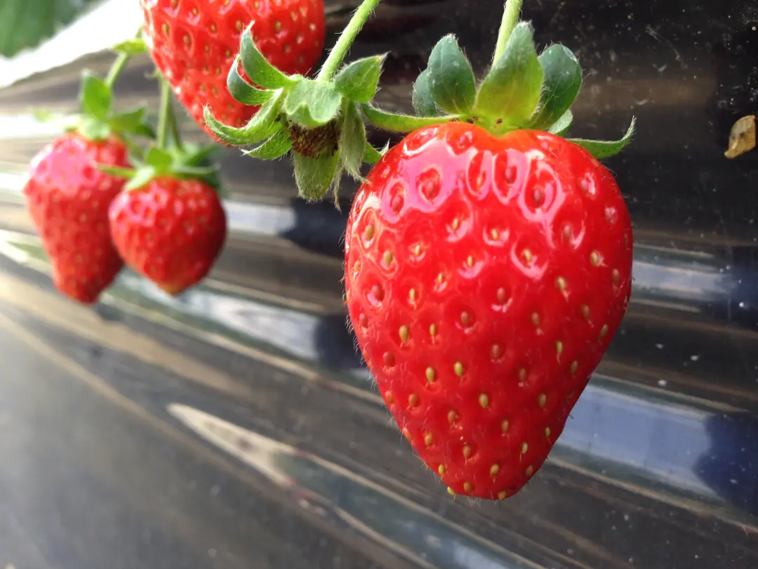 のどか村(いちご)