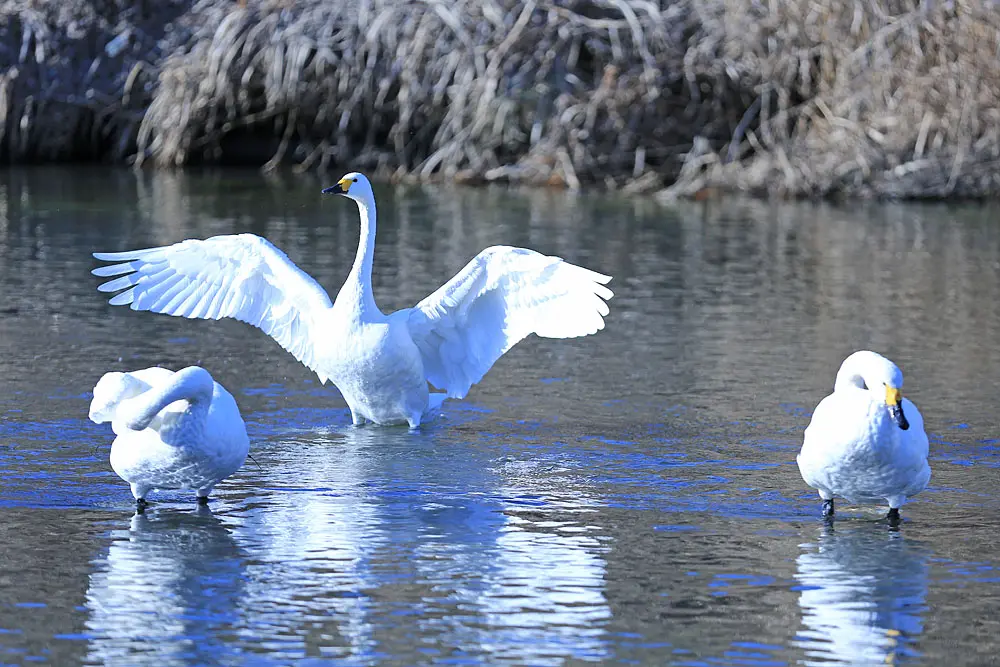 冬に飛来するコハクチョウ
