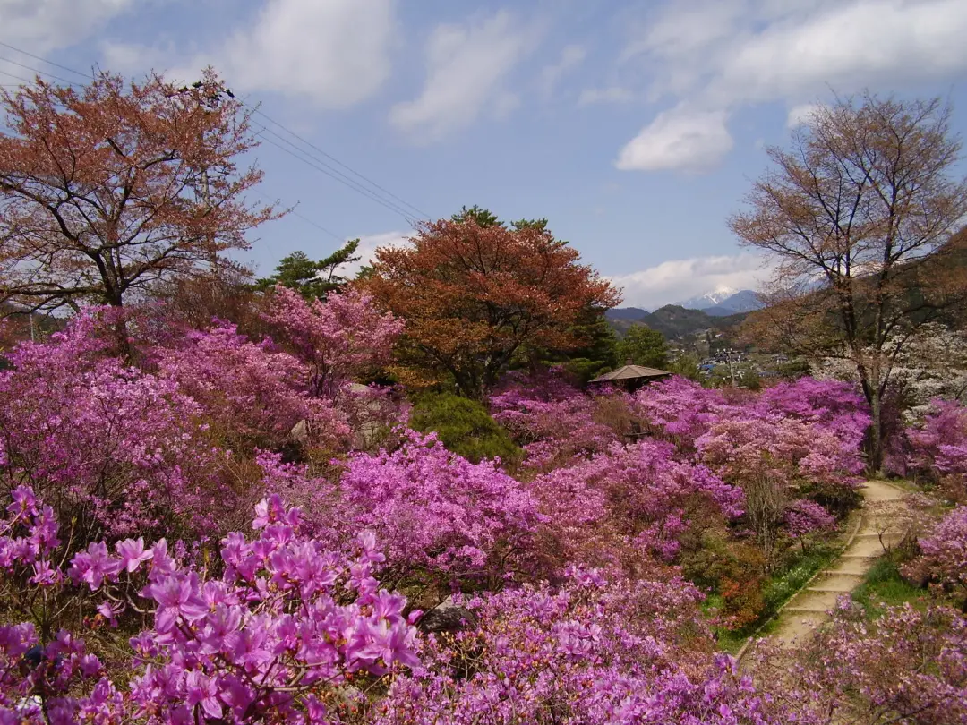 町花「なぎそミツバツツジ」の群生地