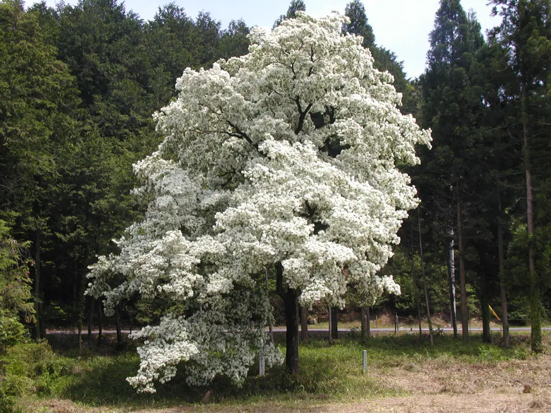 蛭川地区_長瀞のひとつばたご