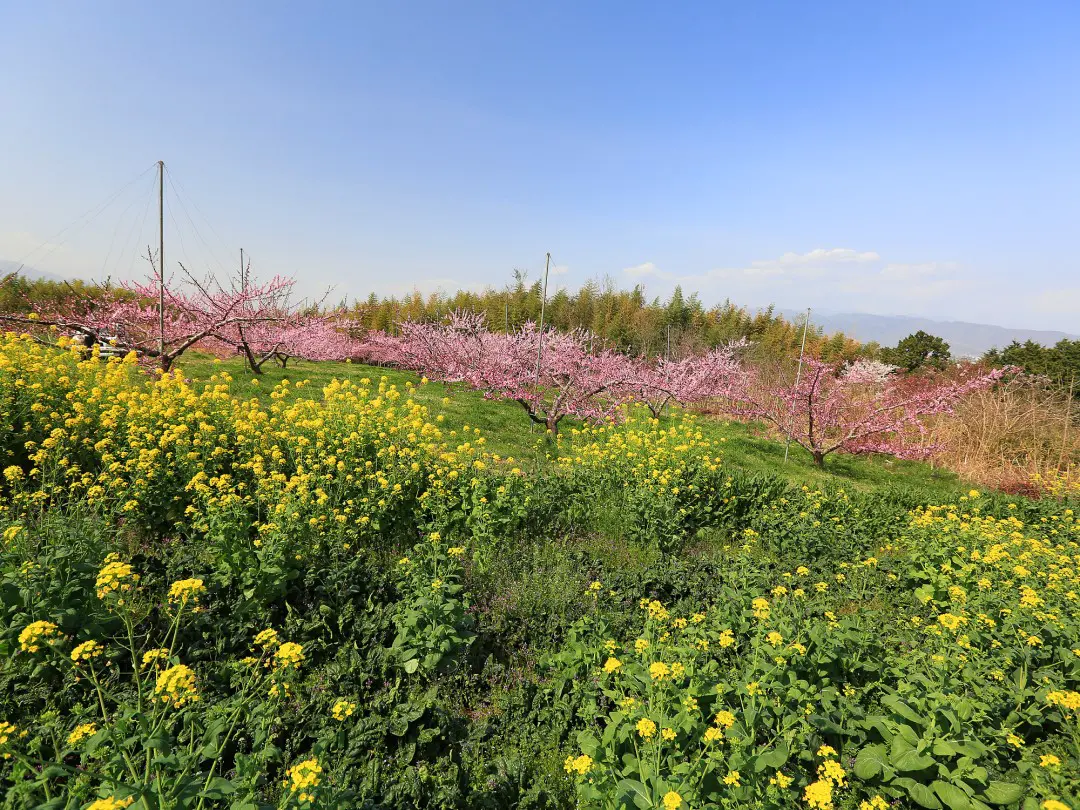 山間部の桃畑