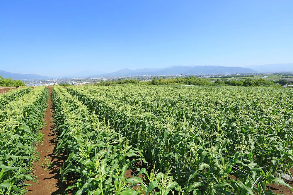 丘陵地帯に広がるトウモロコシ畑