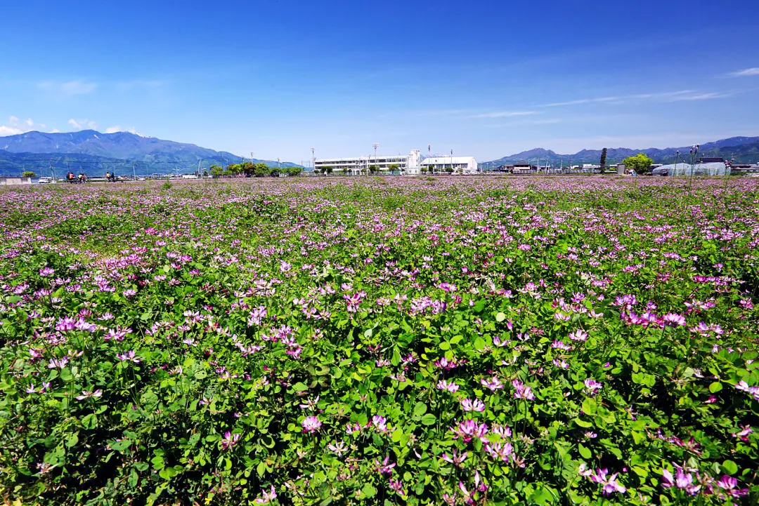 玉穂南小学校前に広がるれんげ畑