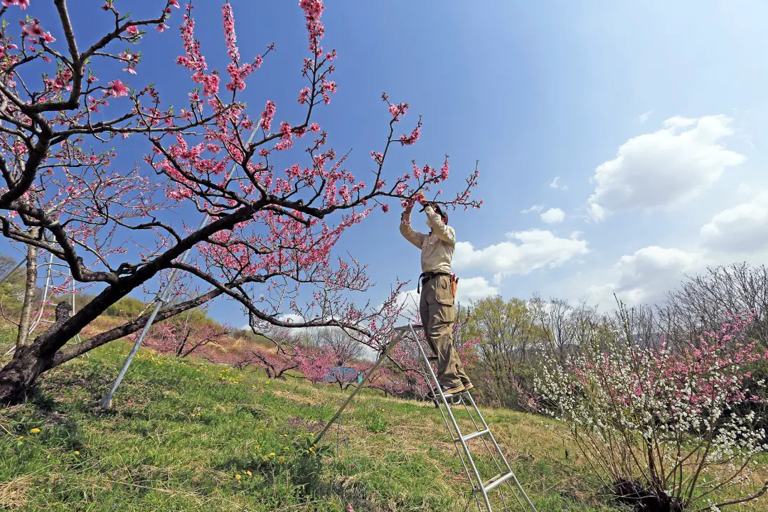 山間部の桃畑