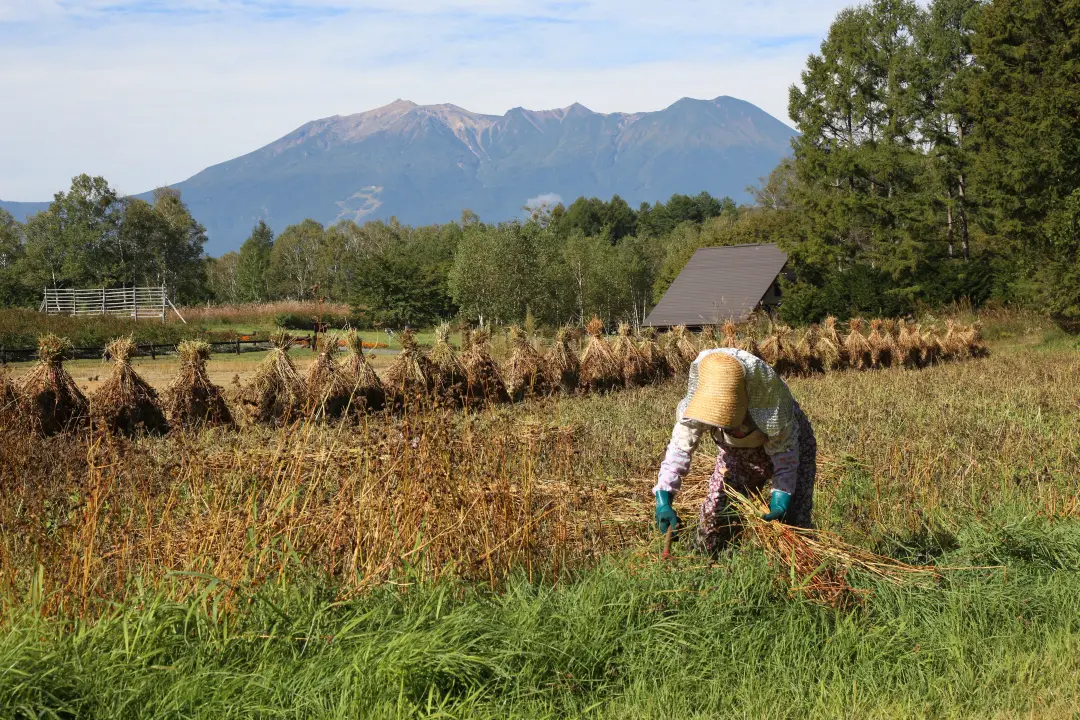 そばの刈り入れ