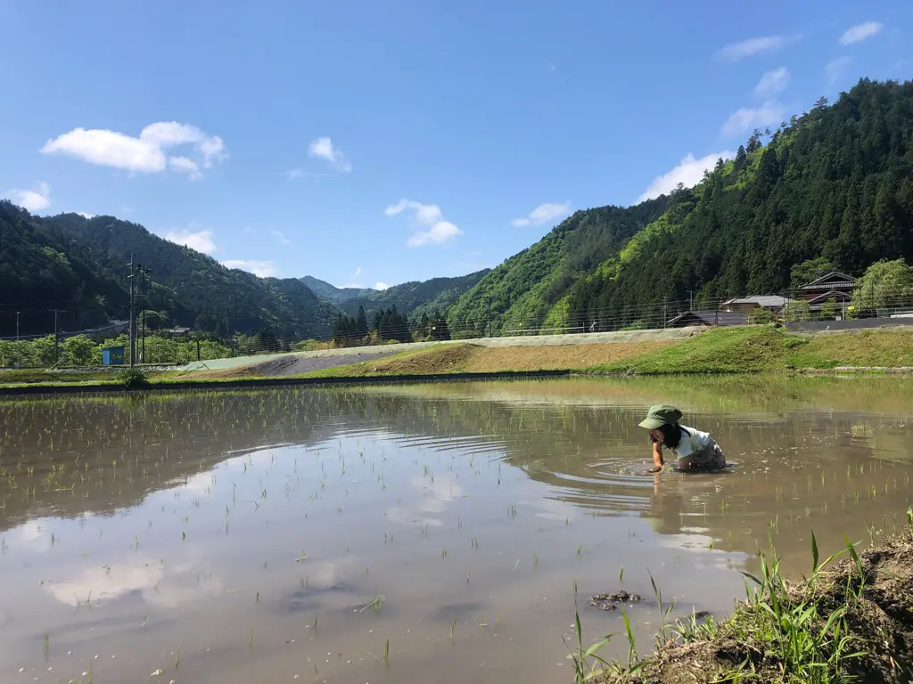 田植え
