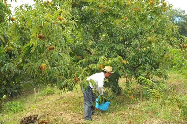栗収穫