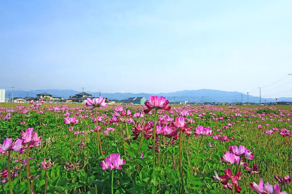 市内に広がるれんげ畑