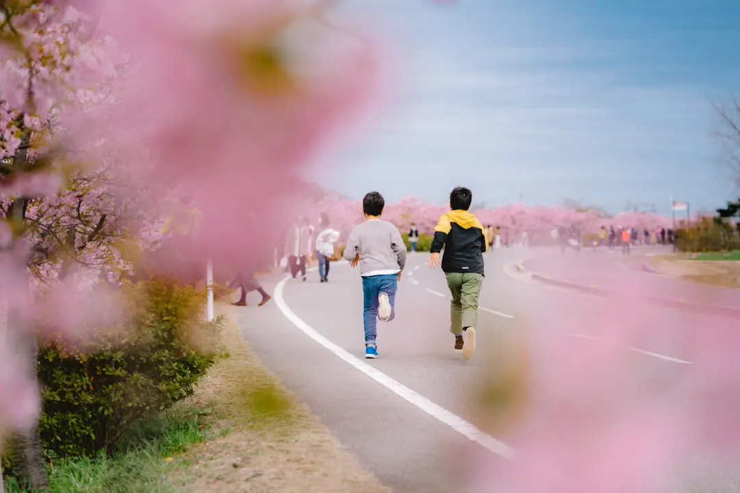 湊川河津桜ロード