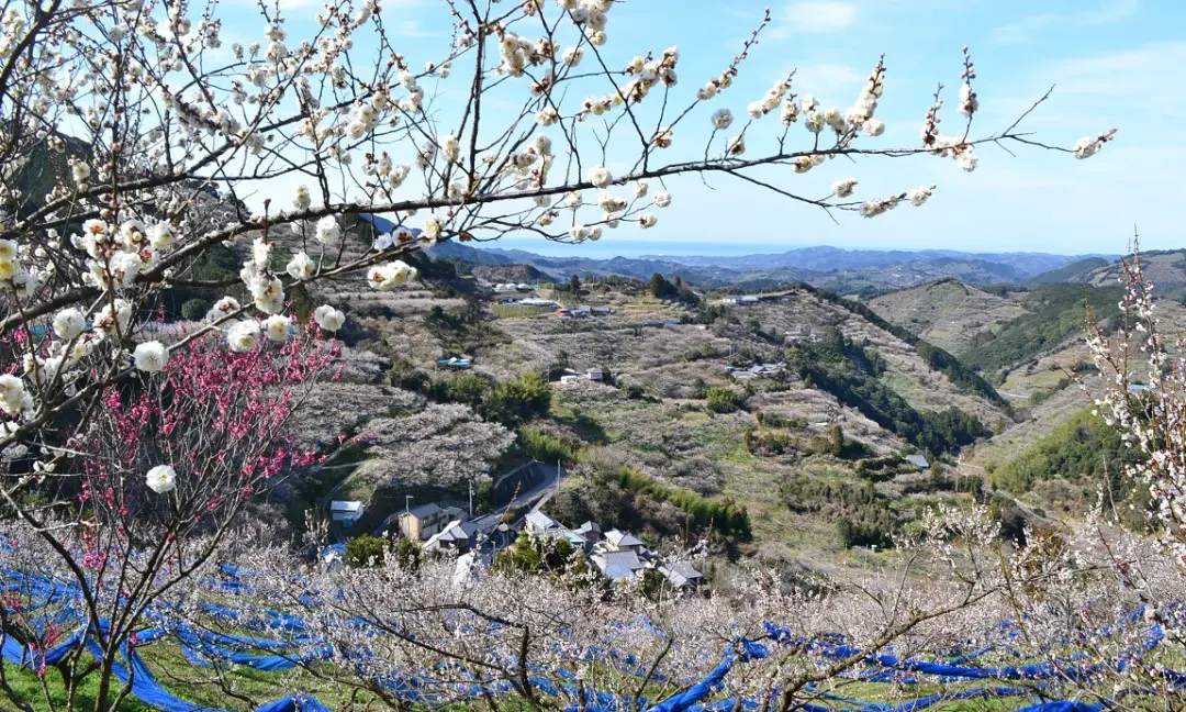 紀州石神田辺梅林
