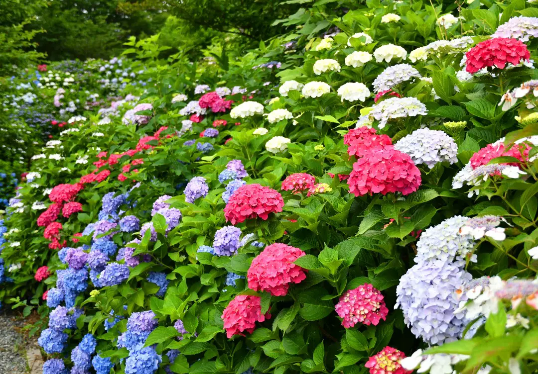 金山アジサイ園