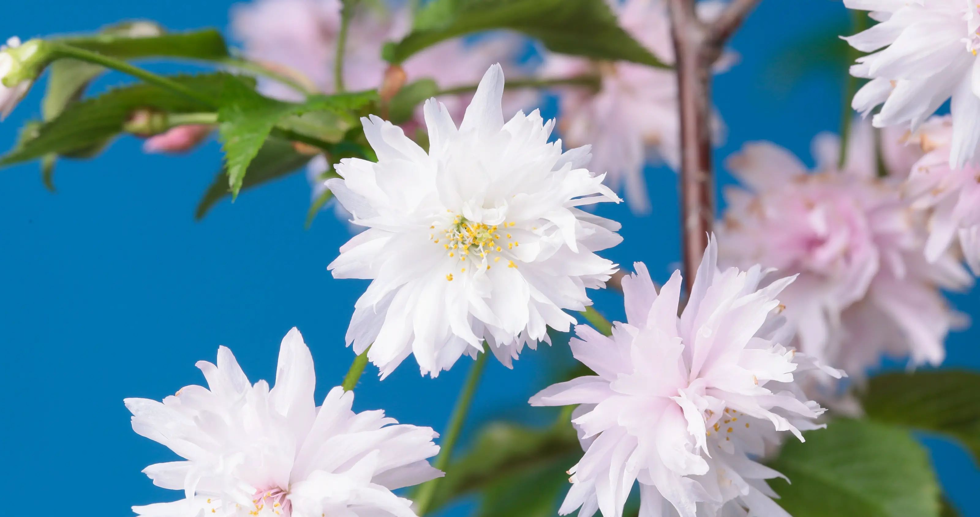 特産入善乙女キクザクラ