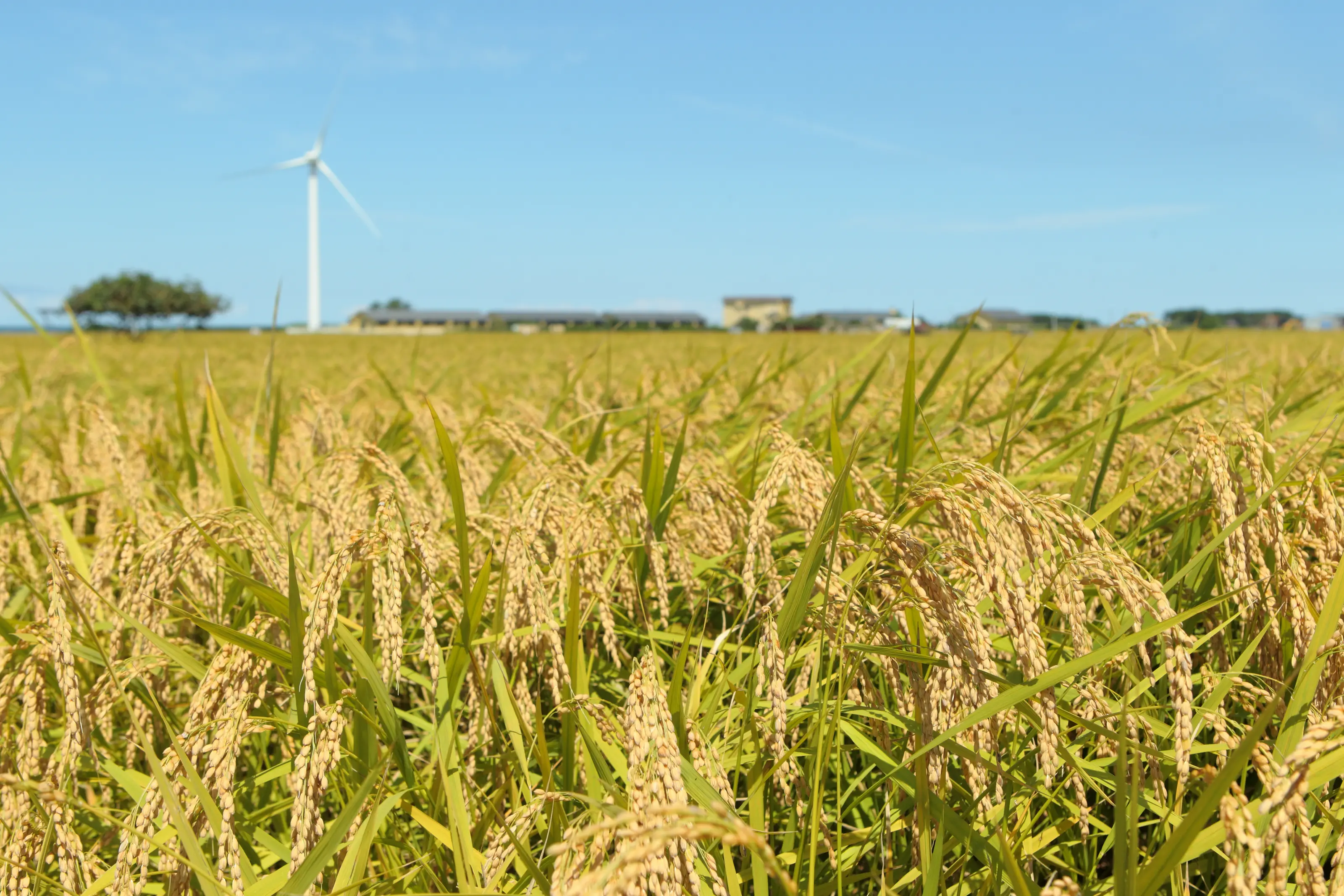 風景風車と稲穂_稲刈り