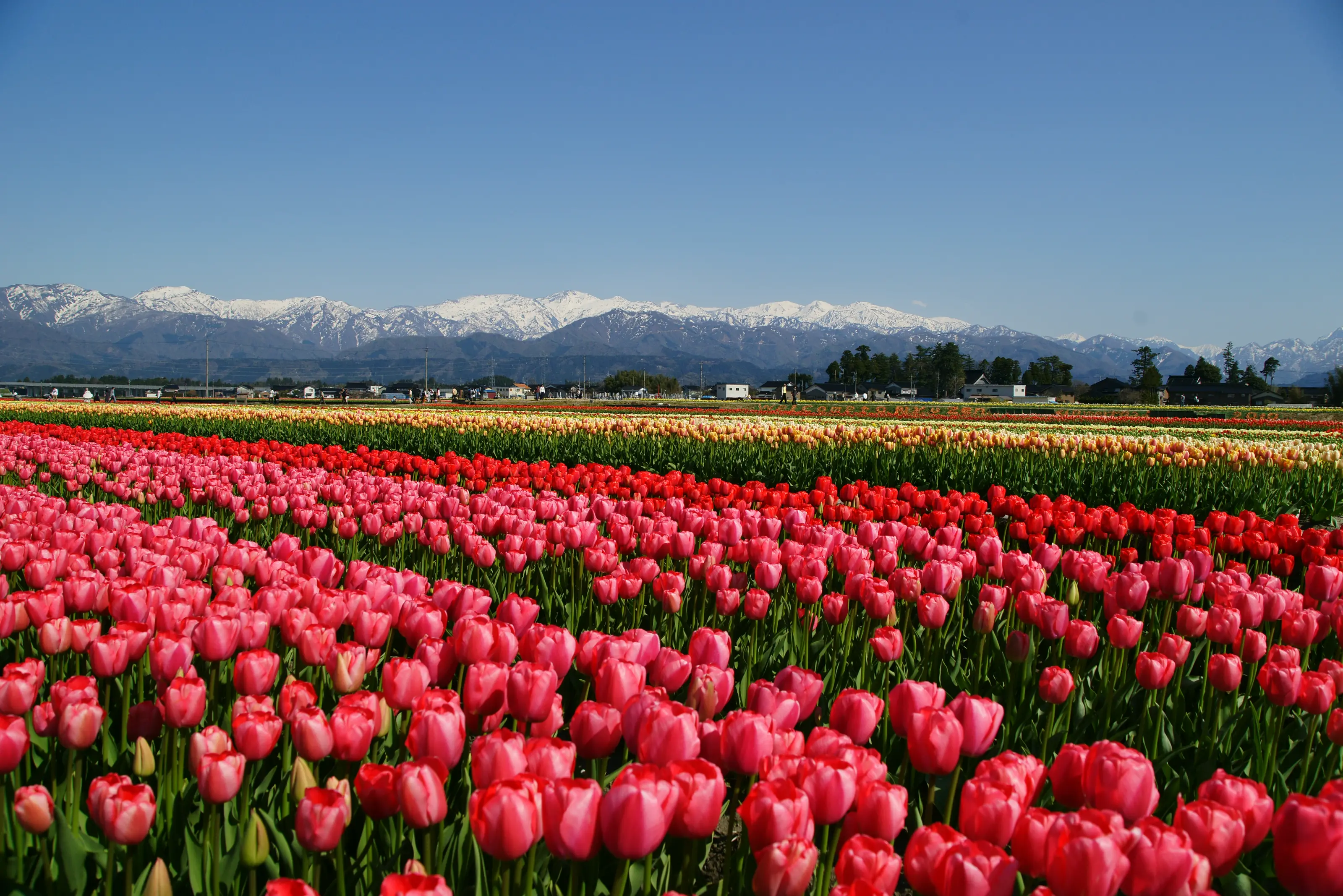 フラワーロード