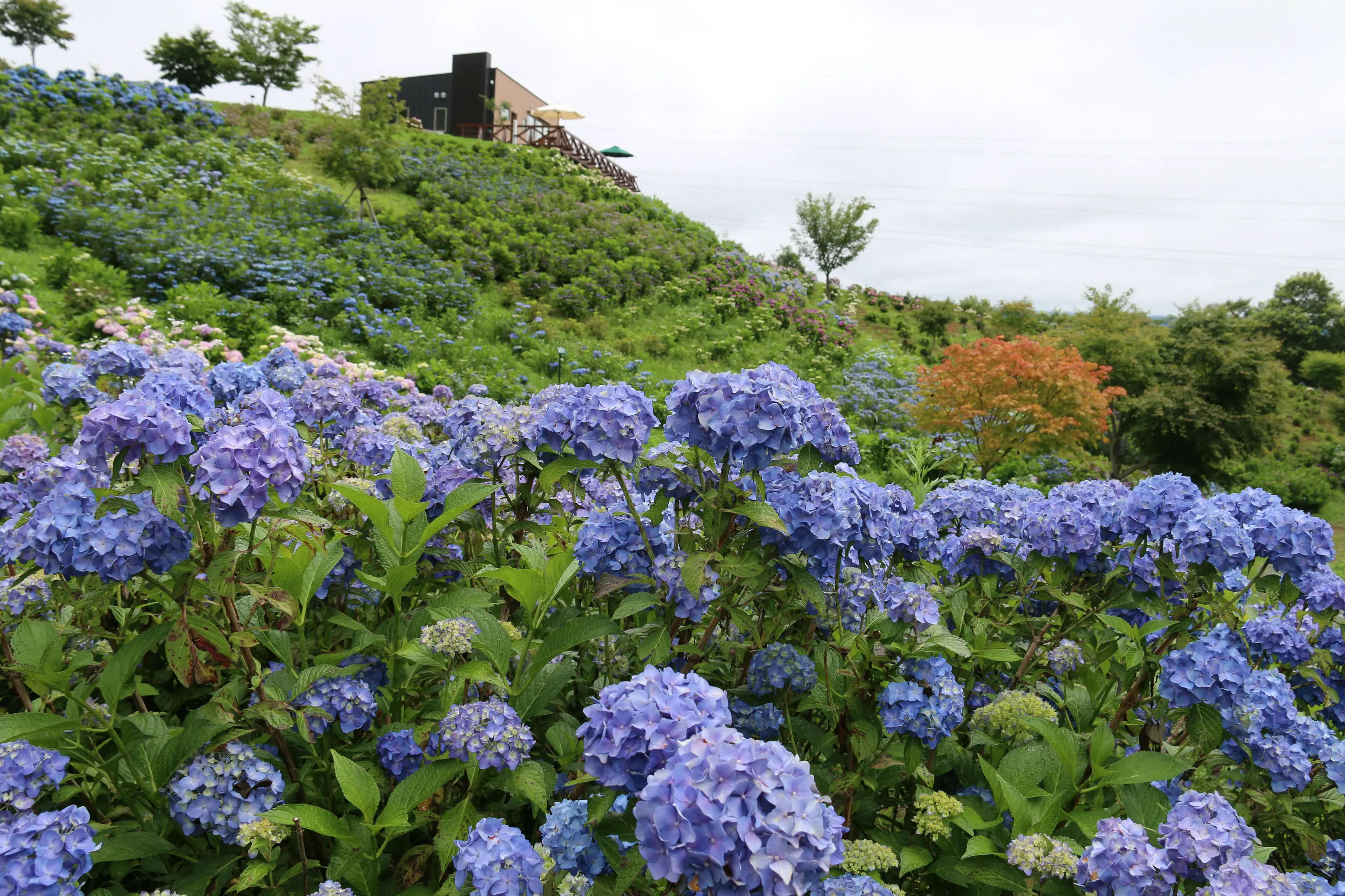 あじさい園1