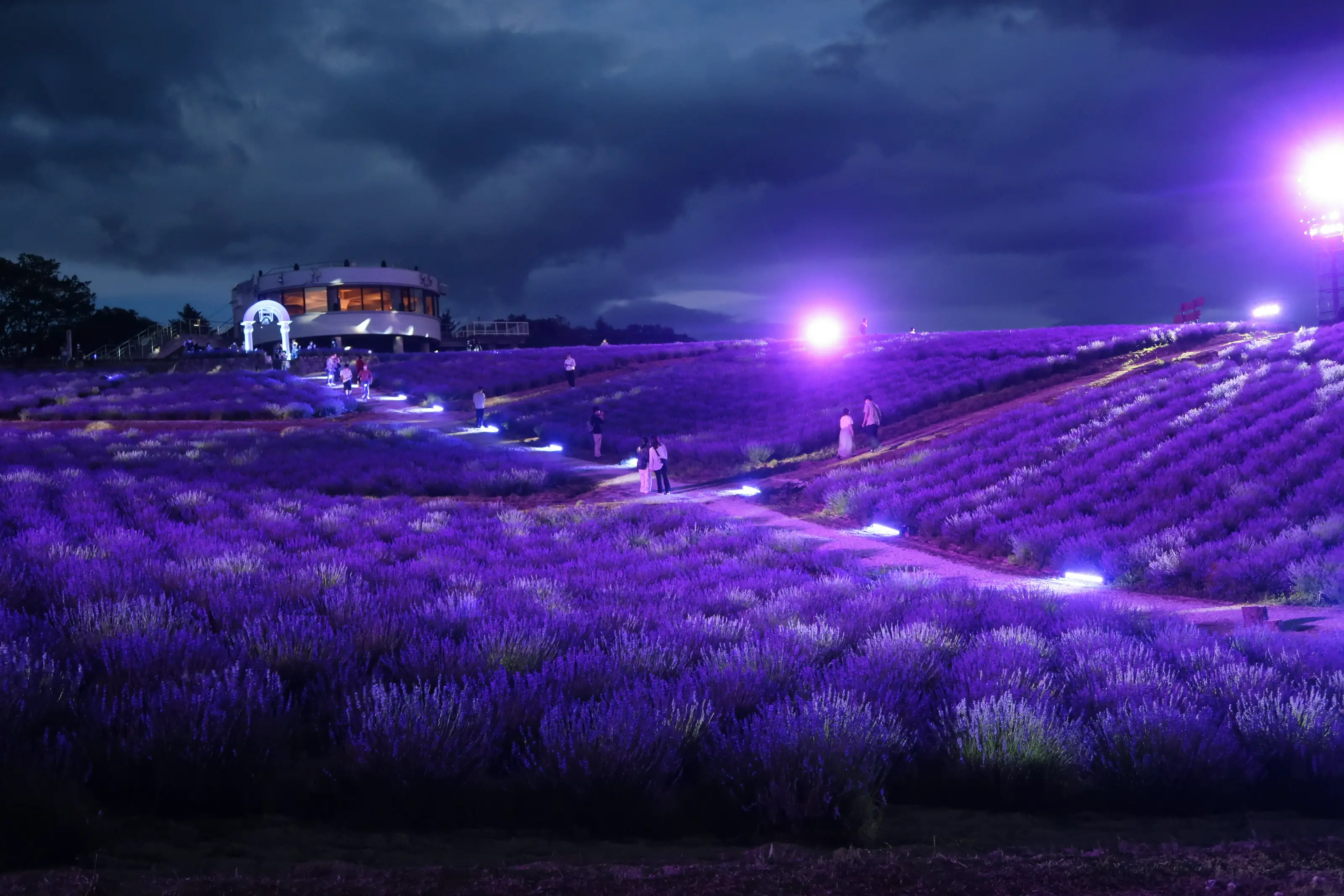 ラベンダーフェスタ