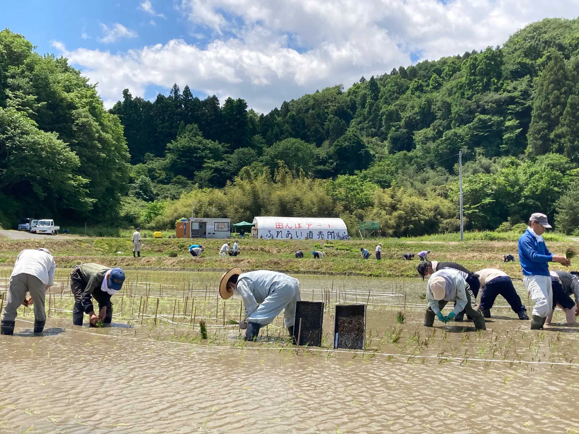 西根田んぼアート田植え