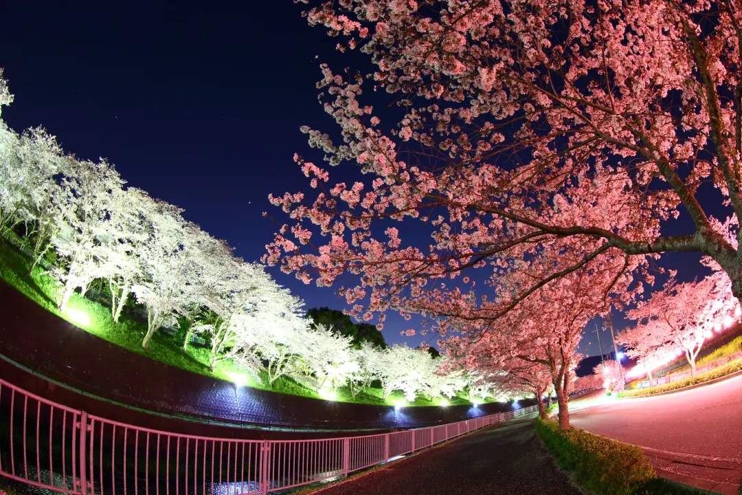 い~な!!さくら通り 600本の桜並木