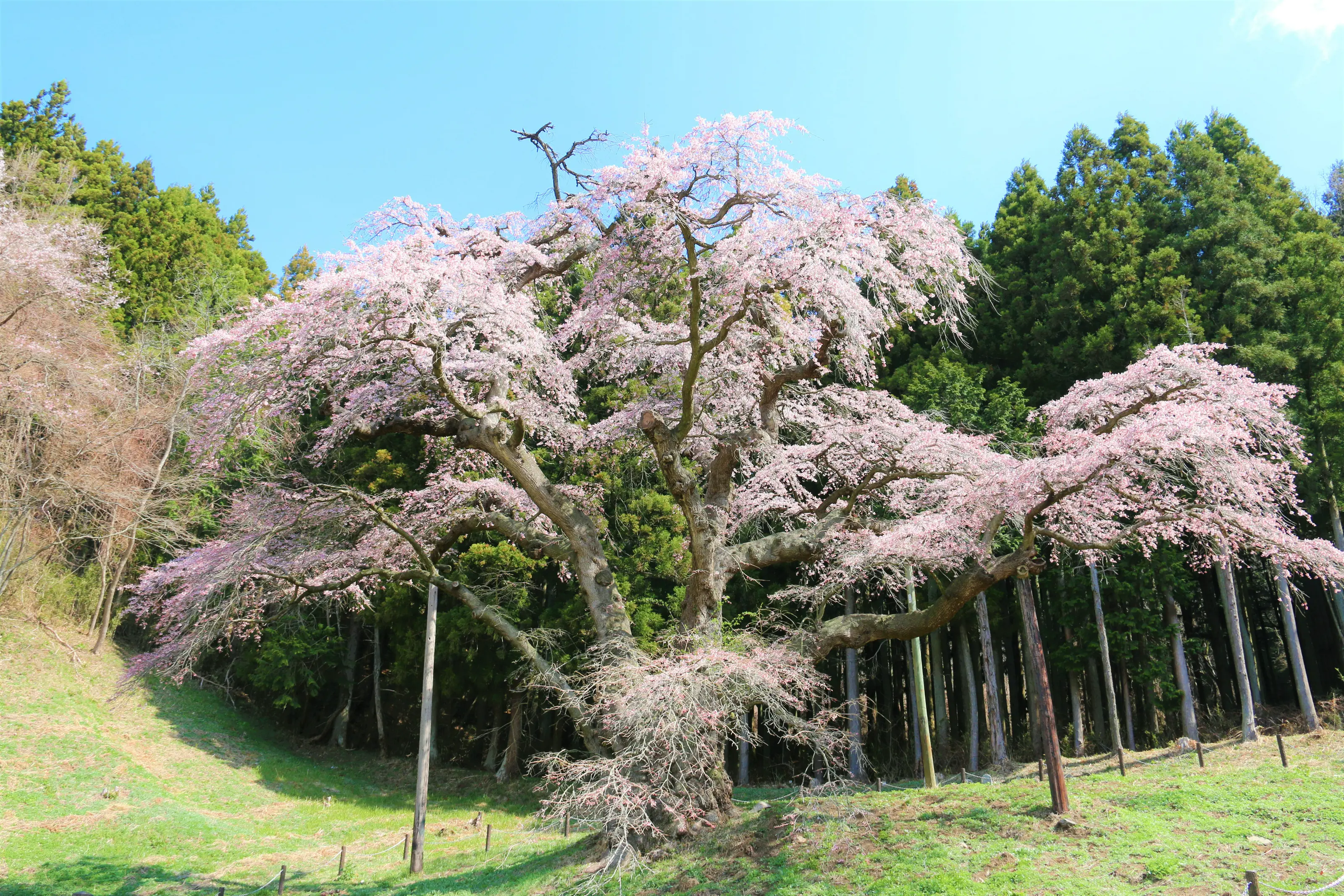 平田村　岩倉桜