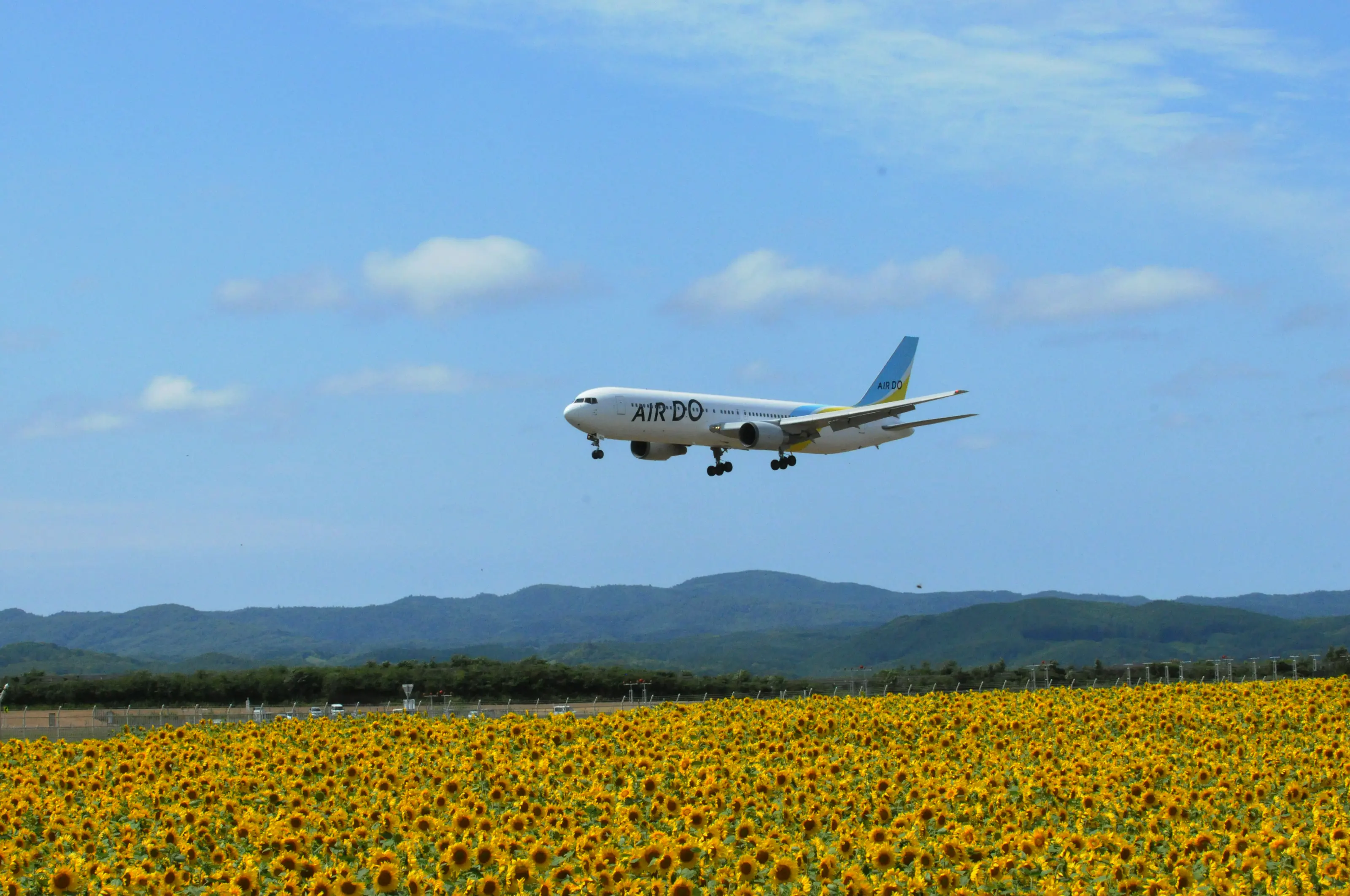 ひまわり畑からと飛行機