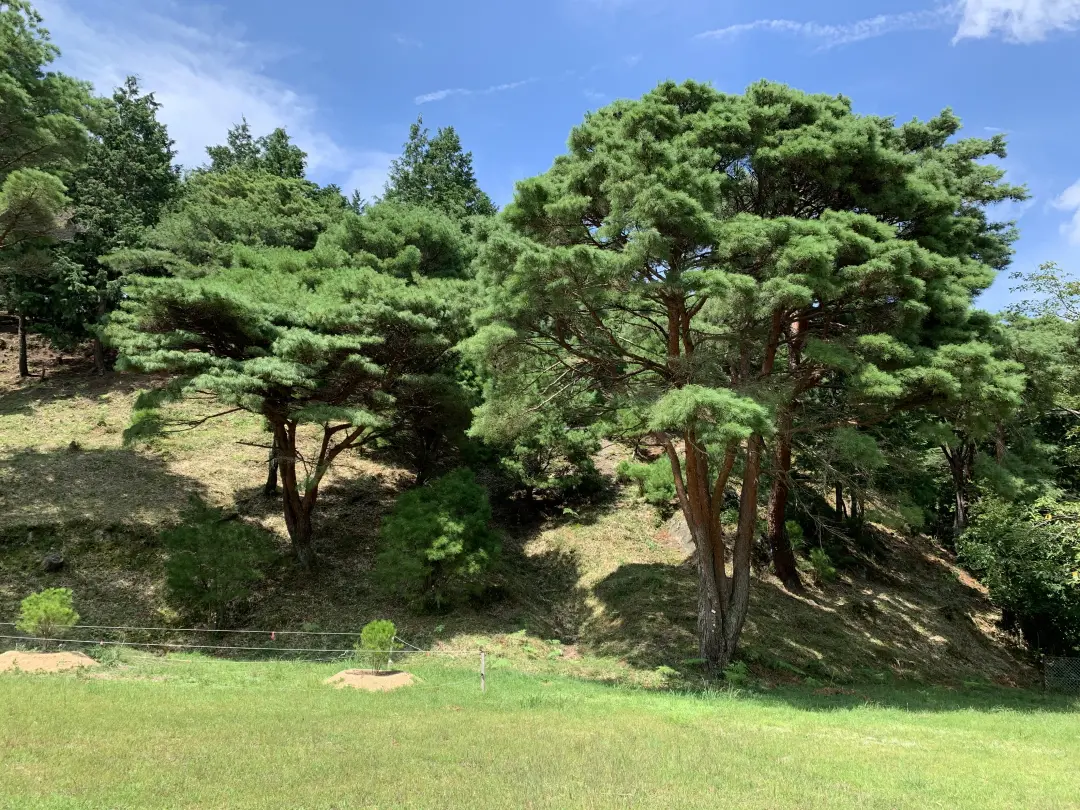 ウツクシマツ自生地