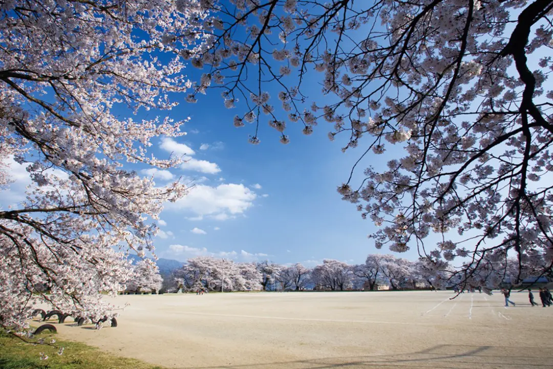 日本一の学校桜_高森南小